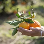 Agroktima בית כפרי לאונידיון