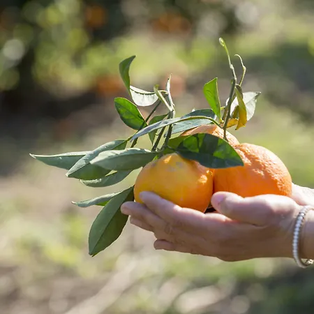 Agroktima منزل ريفي ليونِذيو